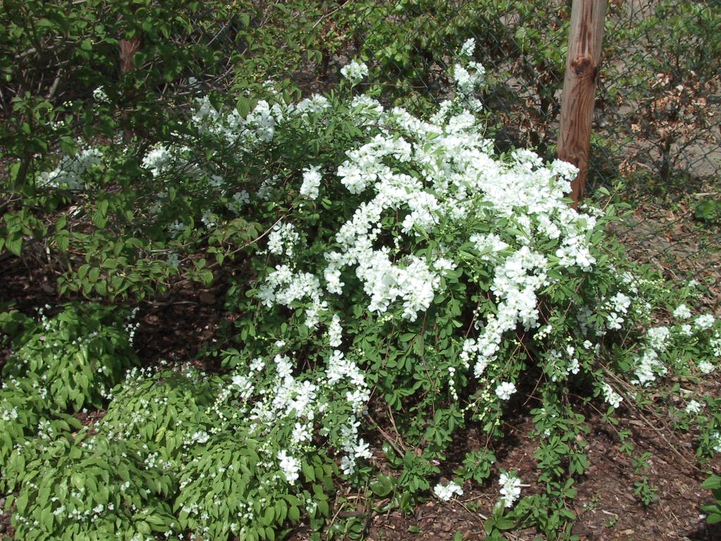 Exochorda macrantha The Bride - junge Bluete.jpg